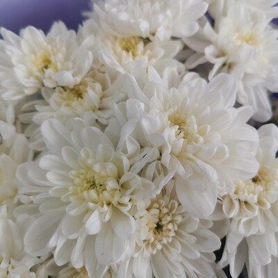 7 кустовых хризантем белых