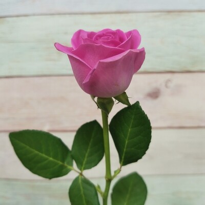 Роза  Кения розовая