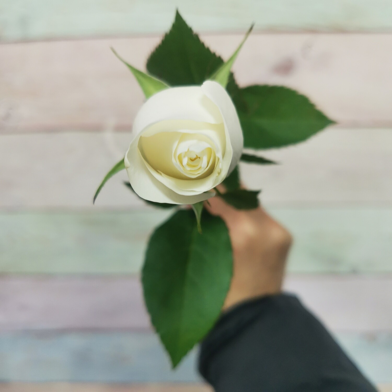 Роза белая кения Прауд