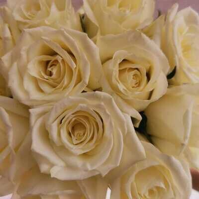 11 белых роз кения Вайт Наоми