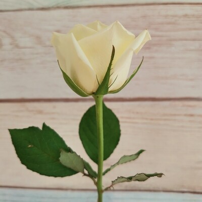 Роза белая кения Вайт Наоми