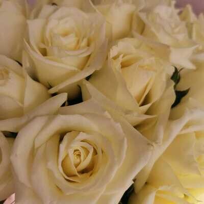21 белая  роза кения Вайт Наоми