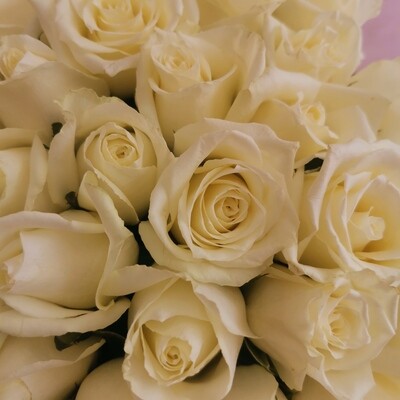 51 белая роза кения Вайт Наоми