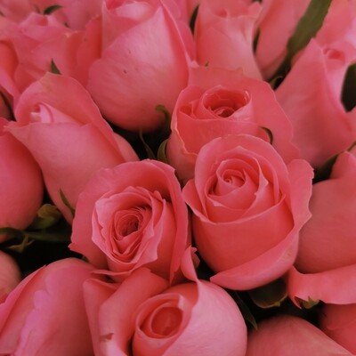 51 розовая  роза кения Анна Карина