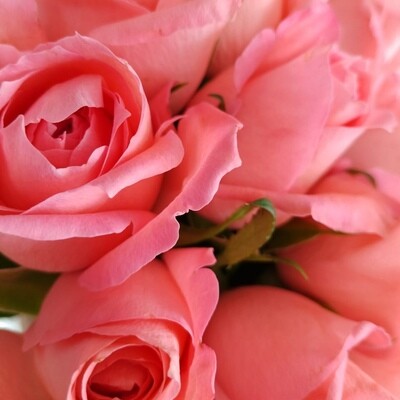 11 розовых роз кения Анна Карина