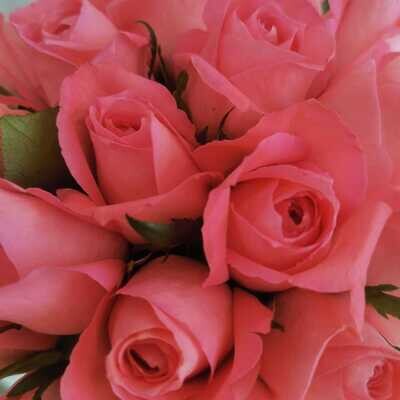 21 розовая  роза кения Анна Карина