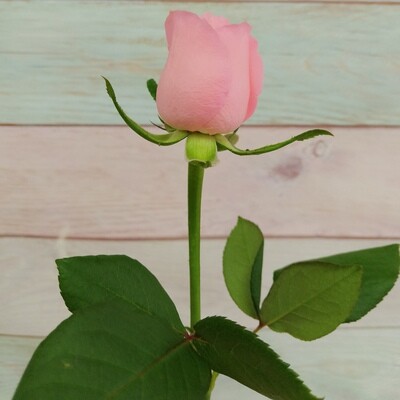 розовая  роза кения Анна Карина