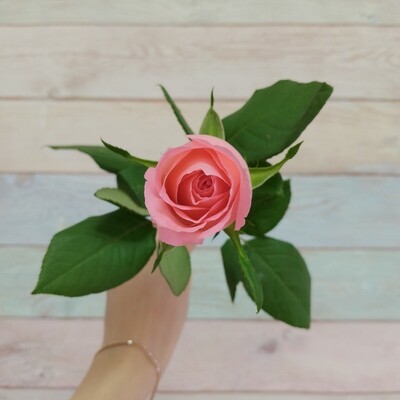 розовая  роза кения Анна Карина