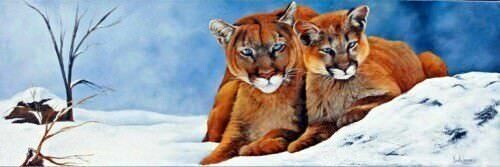 Les cougars du Canada/Nicole Laurence