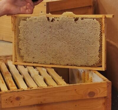 Honig, Pollen und Senf