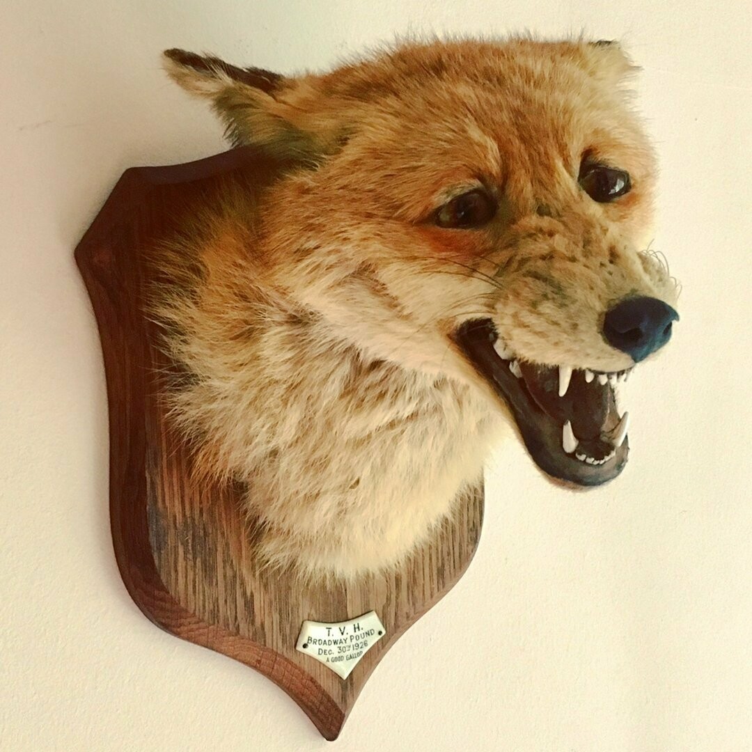Taxidermy Spicer Fox Mask 1926