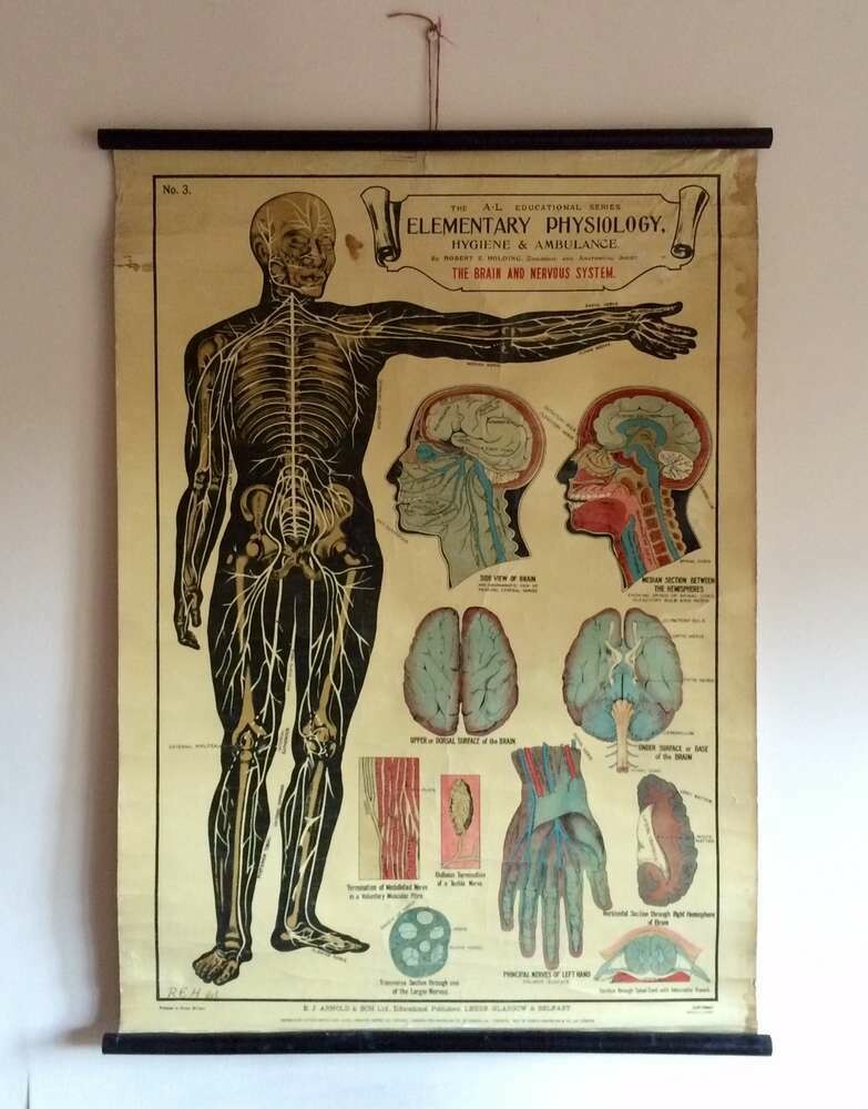 Vintage Anatomical Educational School Poster