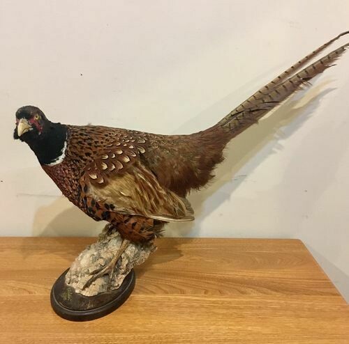Vintage Taxidermy Stuffed Pheasant 1989