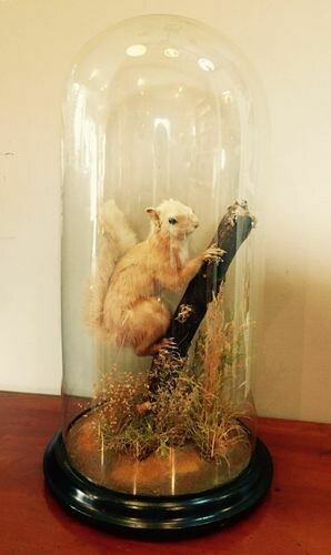 Victorian Taxidermy Red Squirrel Under Dome