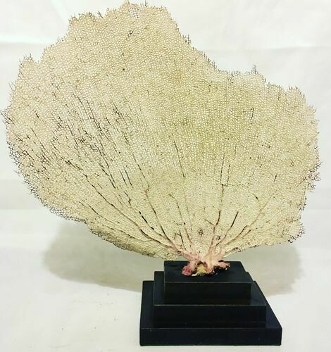 Antique Mounted Fan Coral Specimen