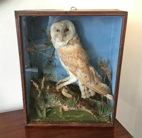 Antique Taxidermy Barn Owl in Glass Case