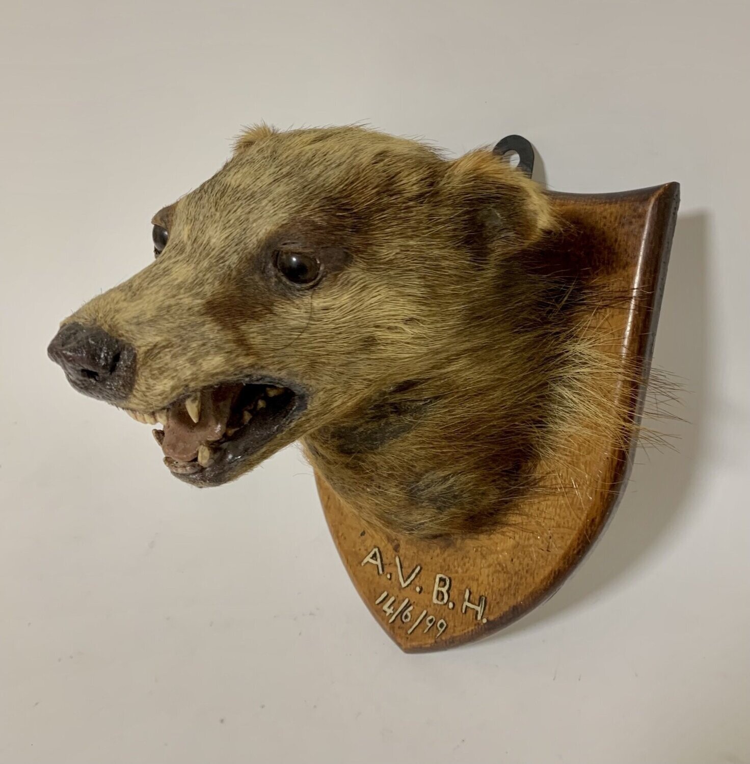 Victorian Taxidermy Badger