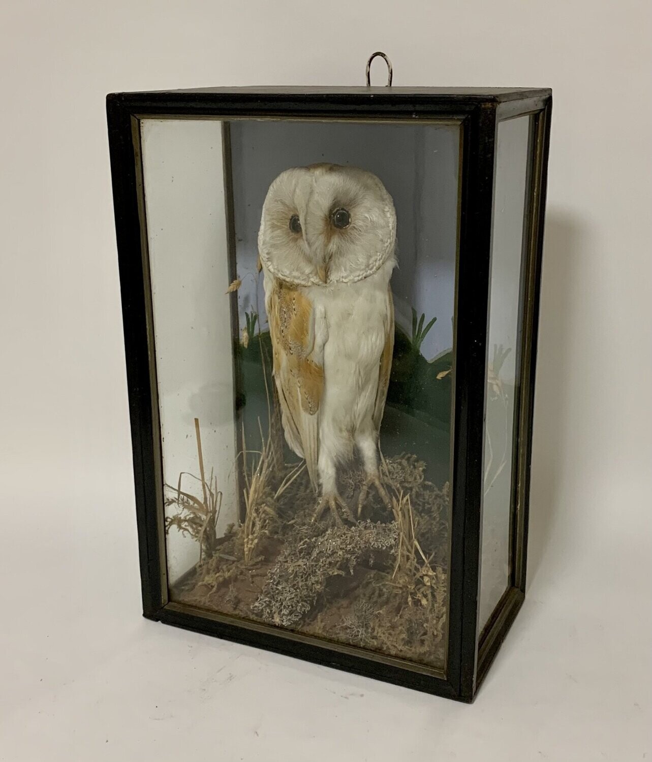 Victorian ​Taxidermy Barn Owl