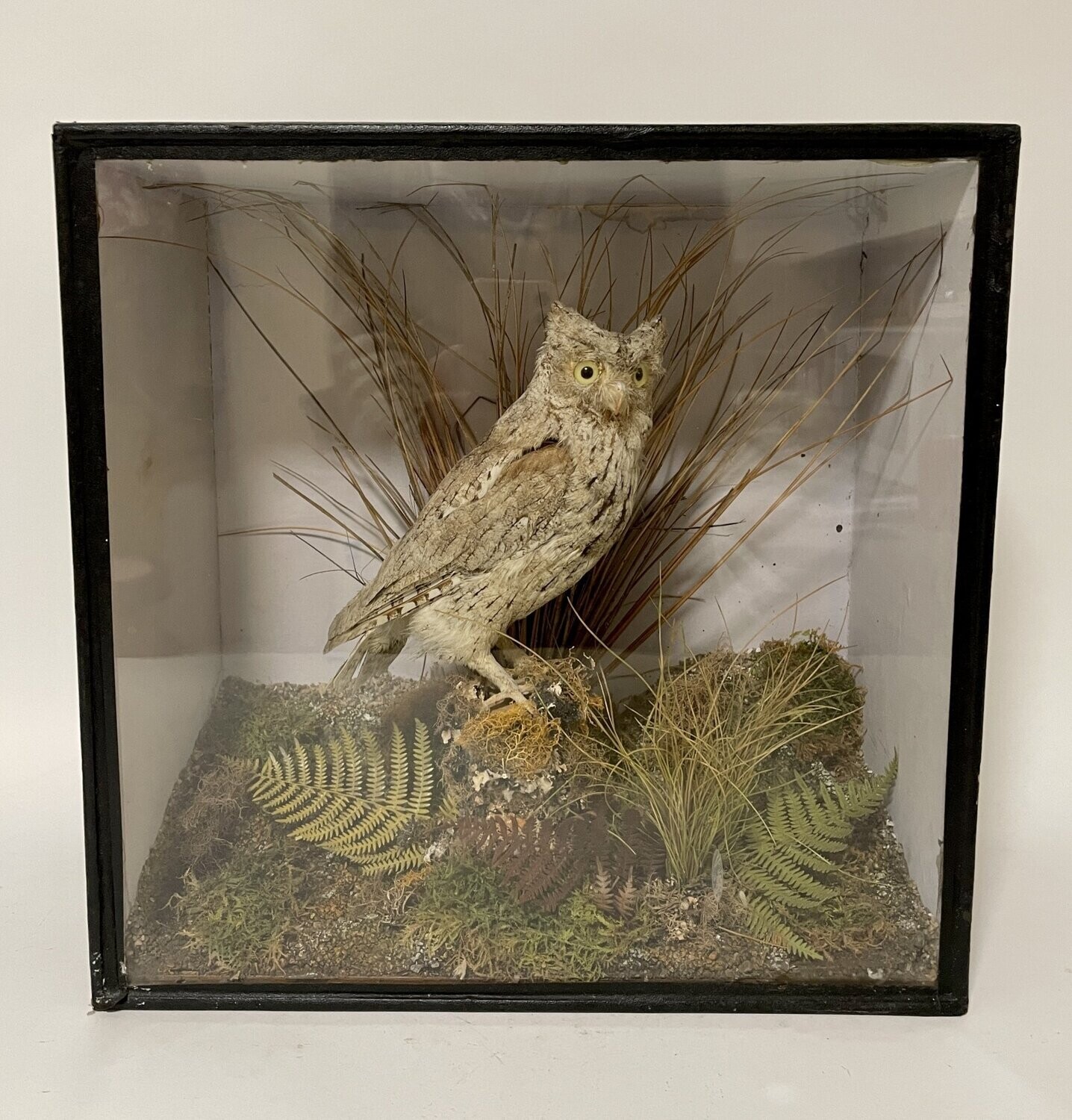 Victorian Taxidermy Scops Owl