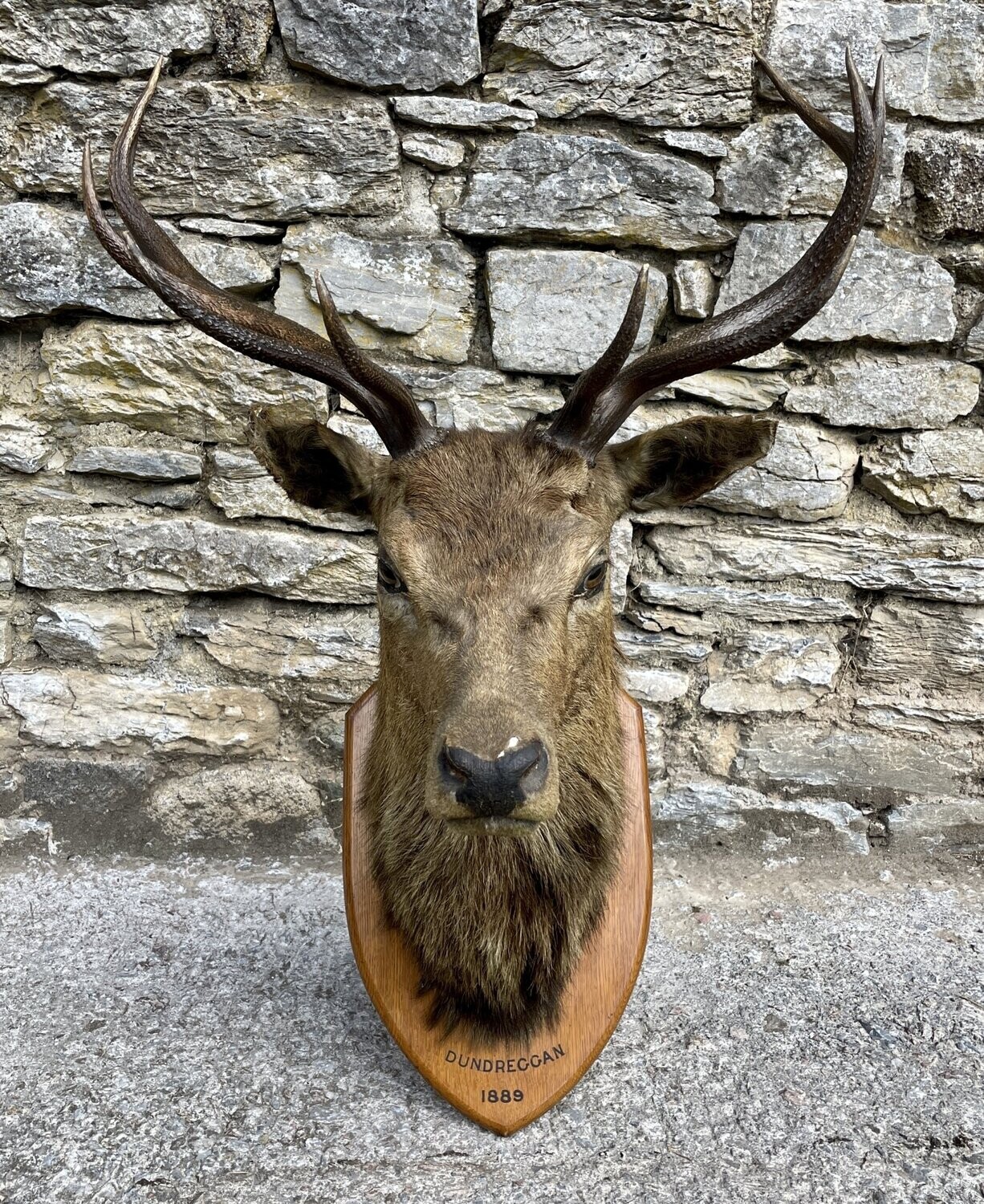 Victorian Taxidermy Stags Head