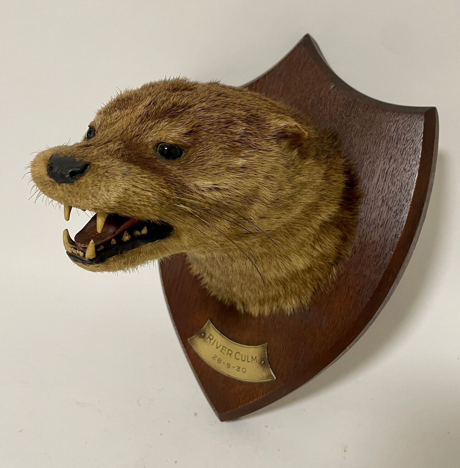 Antique Taxidermy Otter