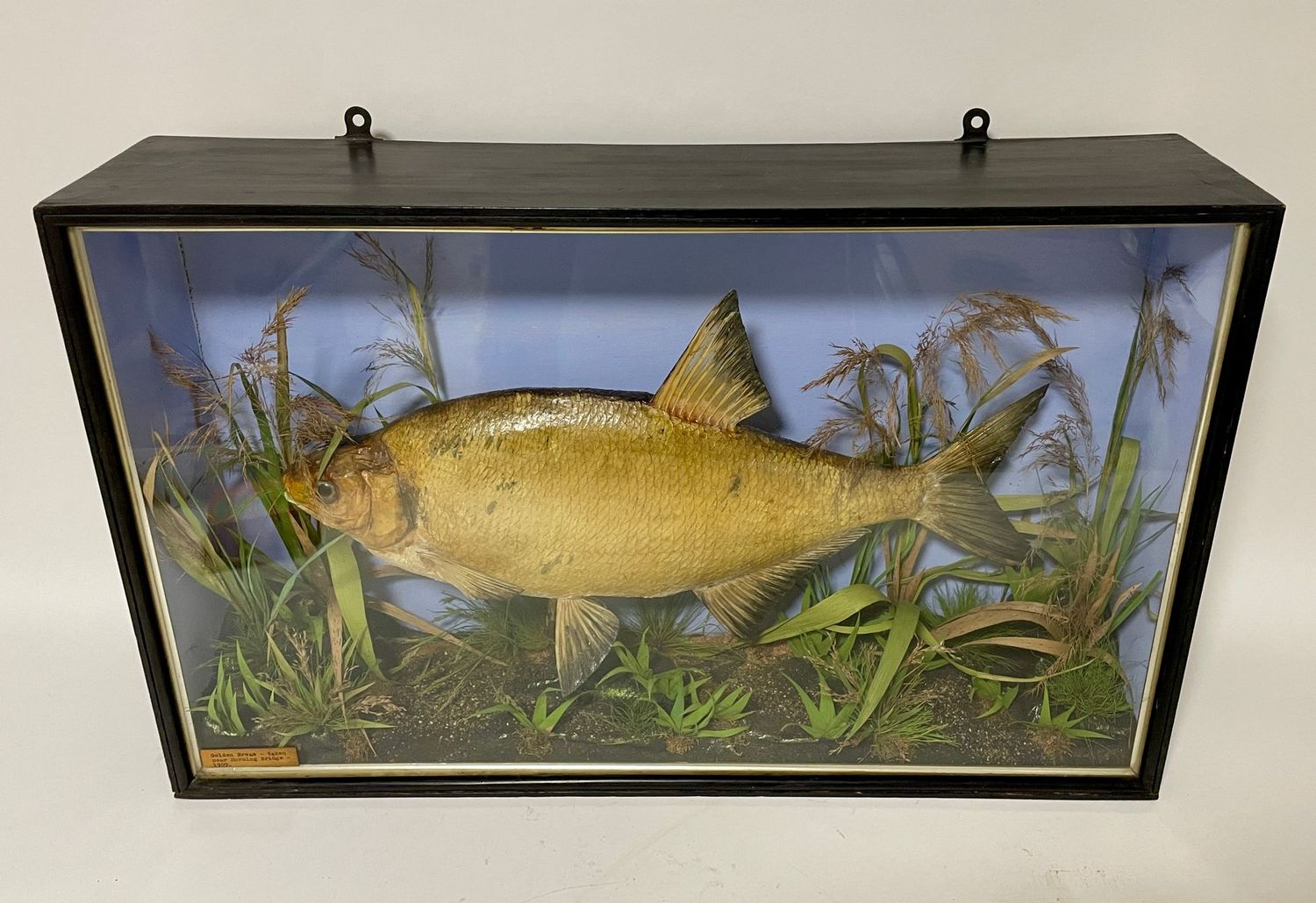 Taxidermy Bream 1909