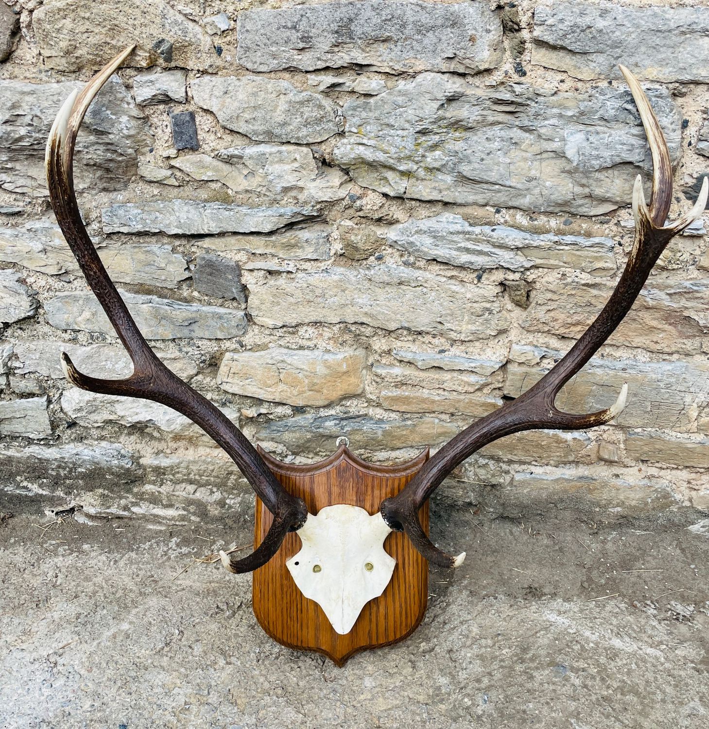 Large Set of Stag Antlers