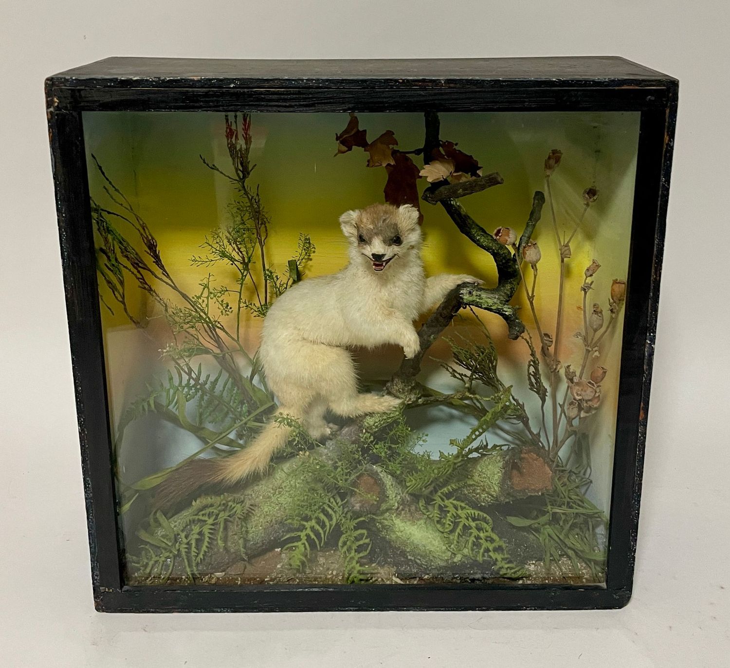 Victorian Taxidermy Ermine by James Gardner