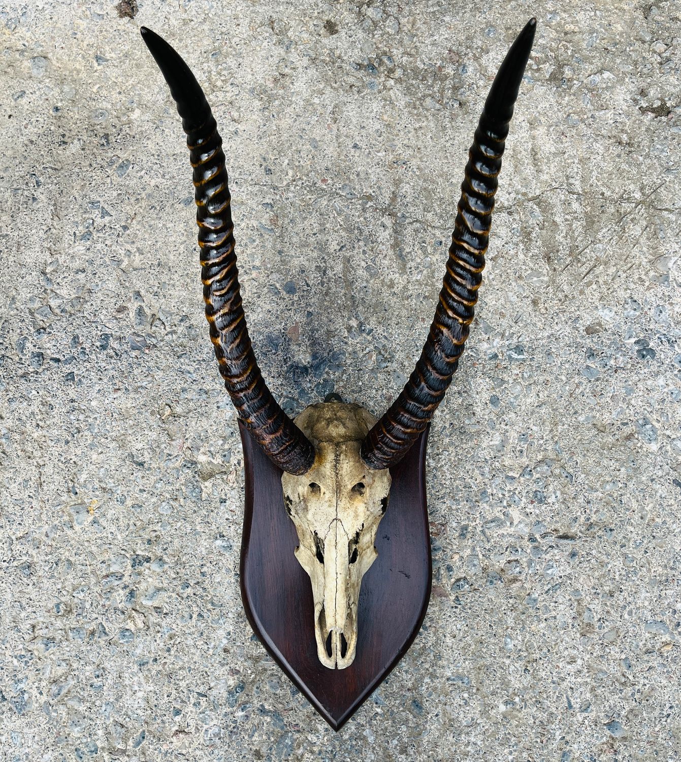 ​Large African Water Buck Horns