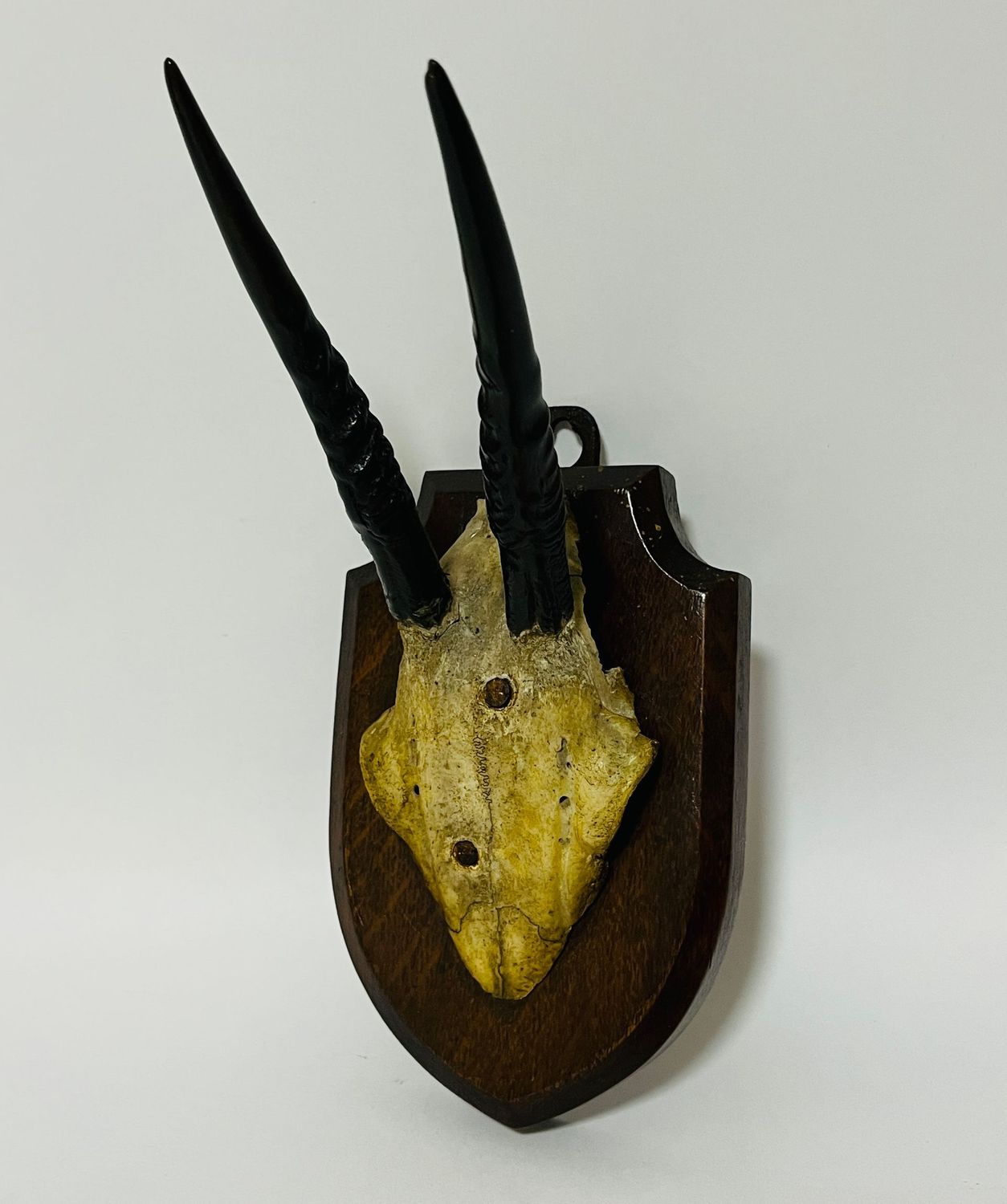 African Duiker Horns 1938 African Duiker Horns 1938
