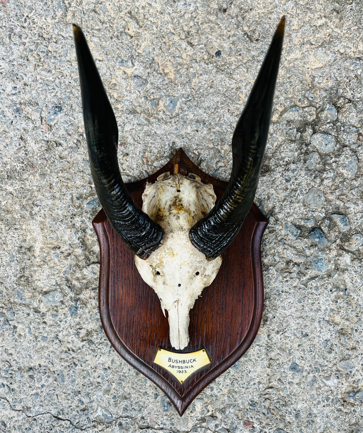 African Bushbuck Horns African Bushbuck Horns