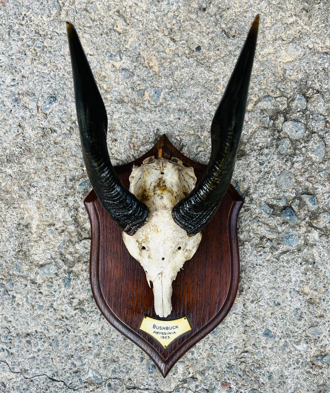 African Bushbuck Horns