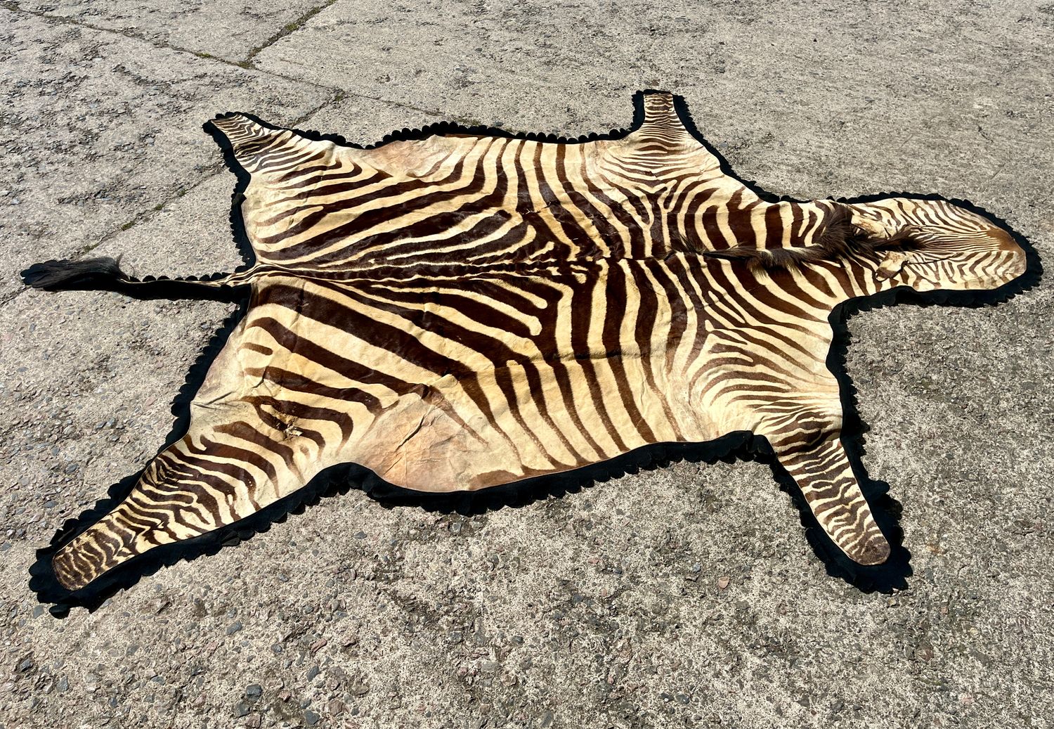 Taxidermy Zebra Skin Rug Taxidermy Zebra Skin Rug