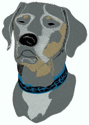 Hund mit blauem Halsband