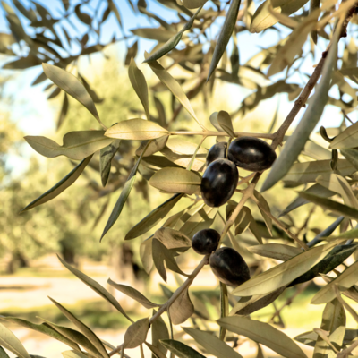 Die Bedeutung der Rückverfolgbarkeit von Olivenöl
