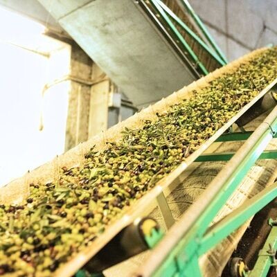 Wie schwierig ist es, natives Olivenöl extra herzustellen?