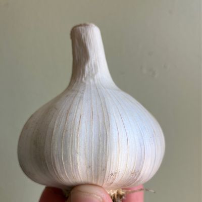Garlic Garlic