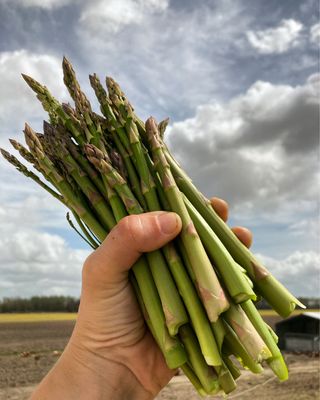 Asparagus