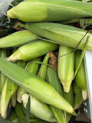 Sweet Corn