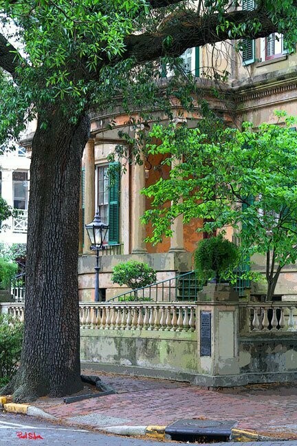 "Savannah Street" by Paul Silva