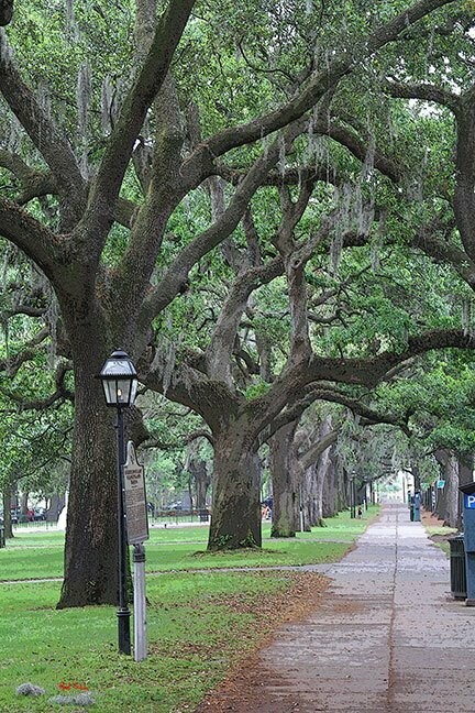 "Savannah Oaks" by Paul Silva