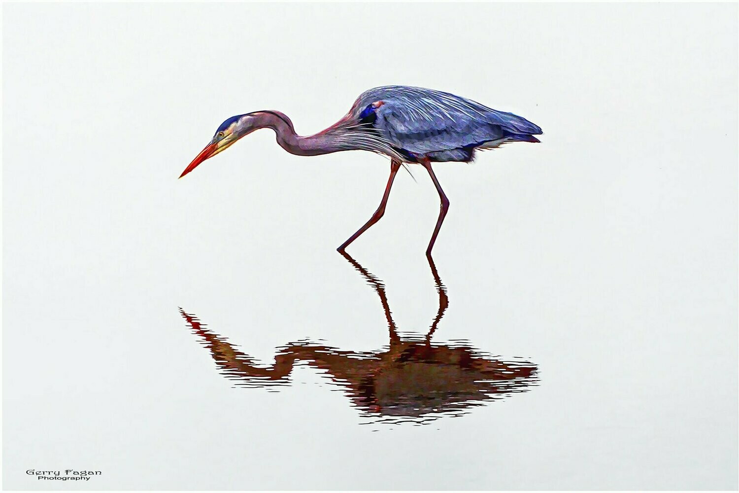 Pickney Stork
