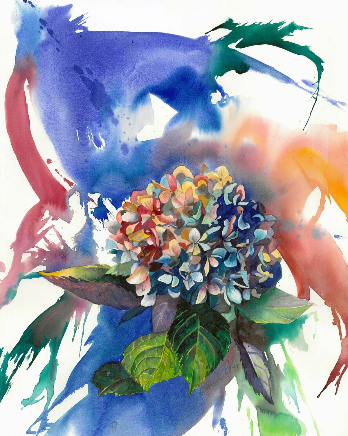 "Hydrangea"