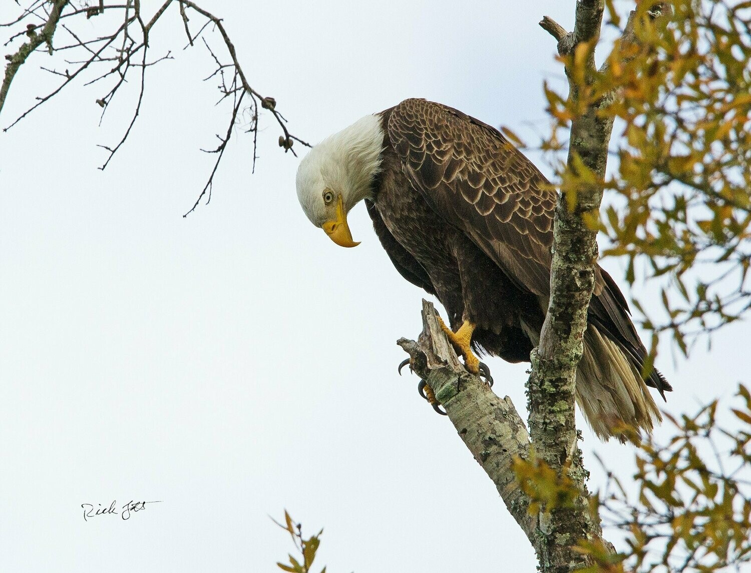 "Bald Eagle Praying"
