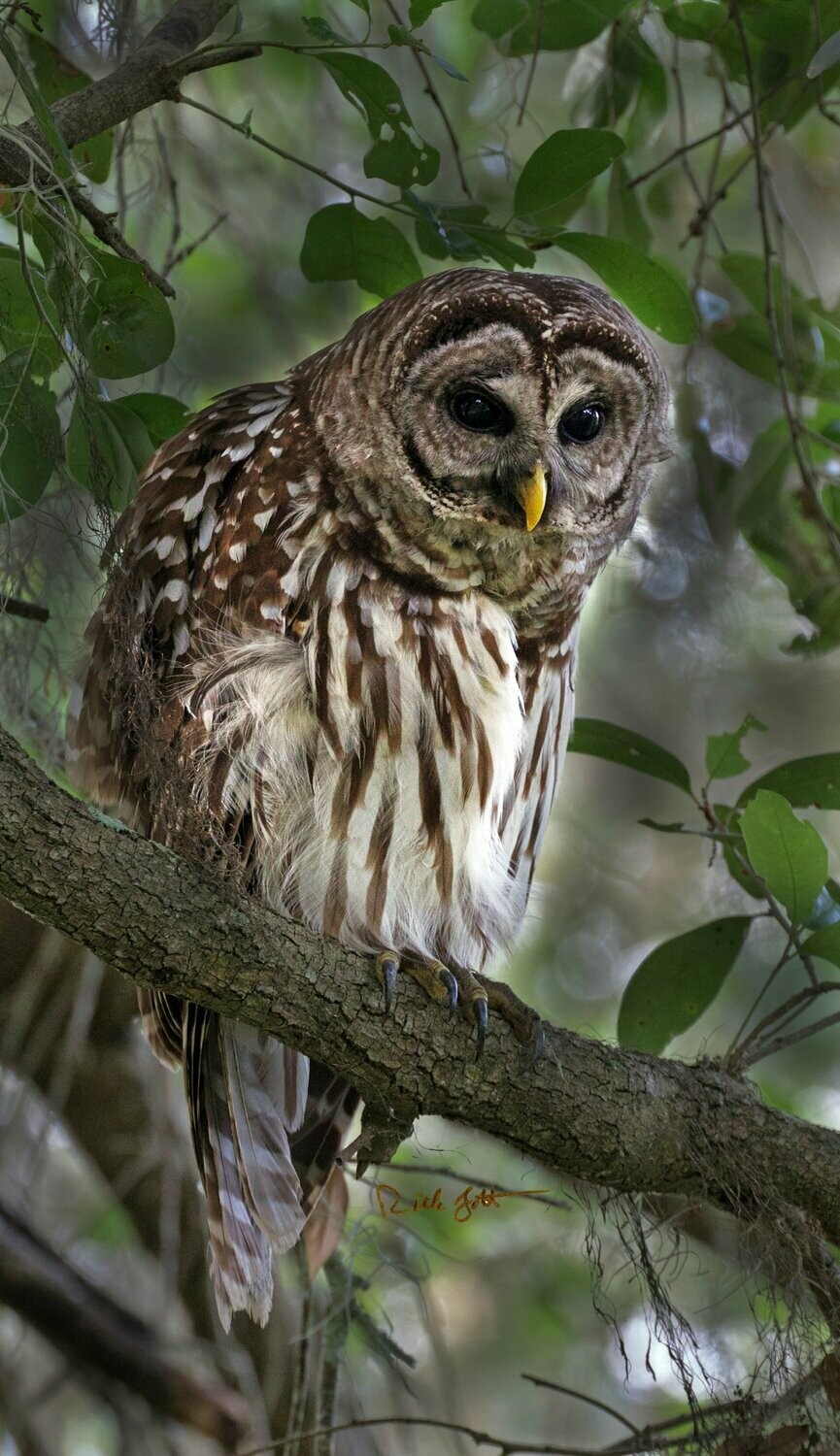 "Barred Owl"