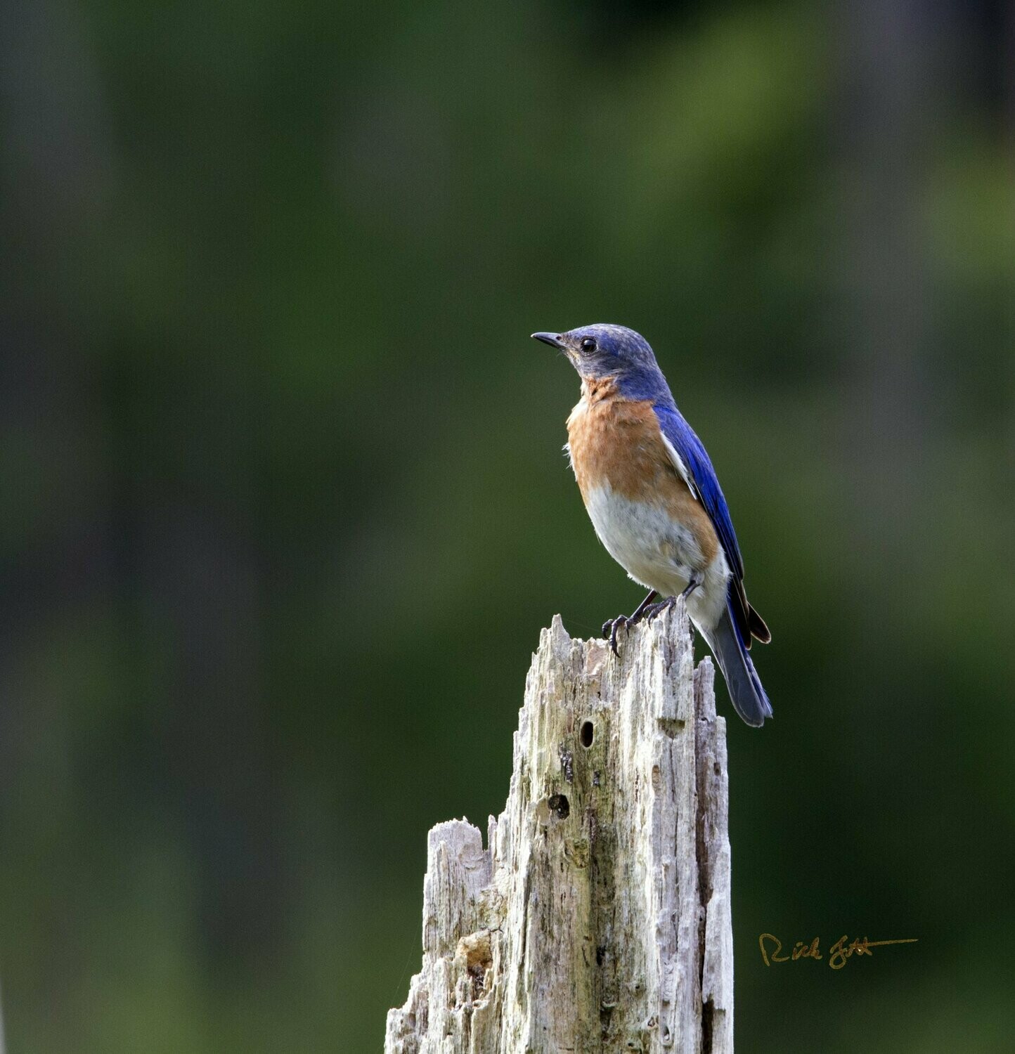 "Bluebird on a Stump"