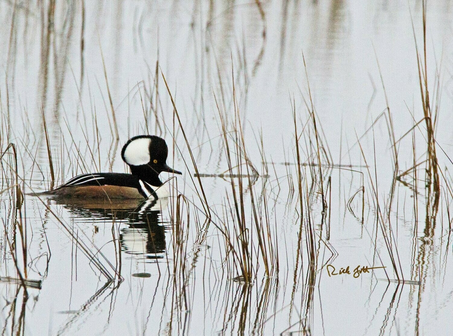 "Hooded Merganser Swimming"