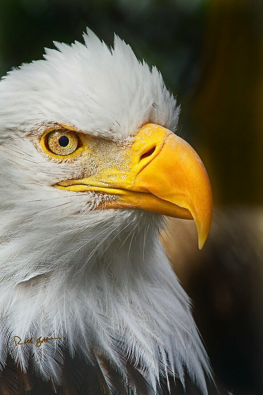 "Eagle Close up"