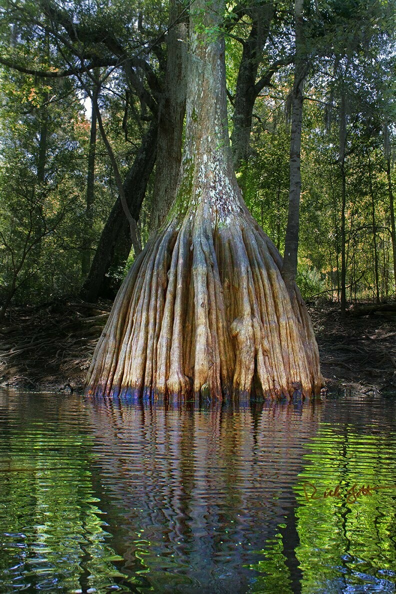 "Cypress Roots Extravaganza"