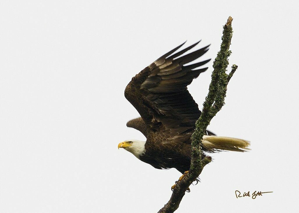 "Eagle Taking Flight"